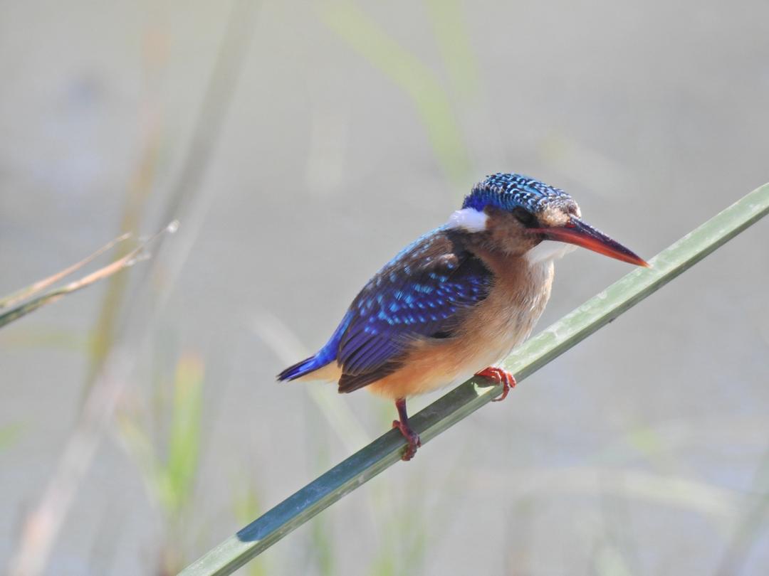 Birdwatching Tours