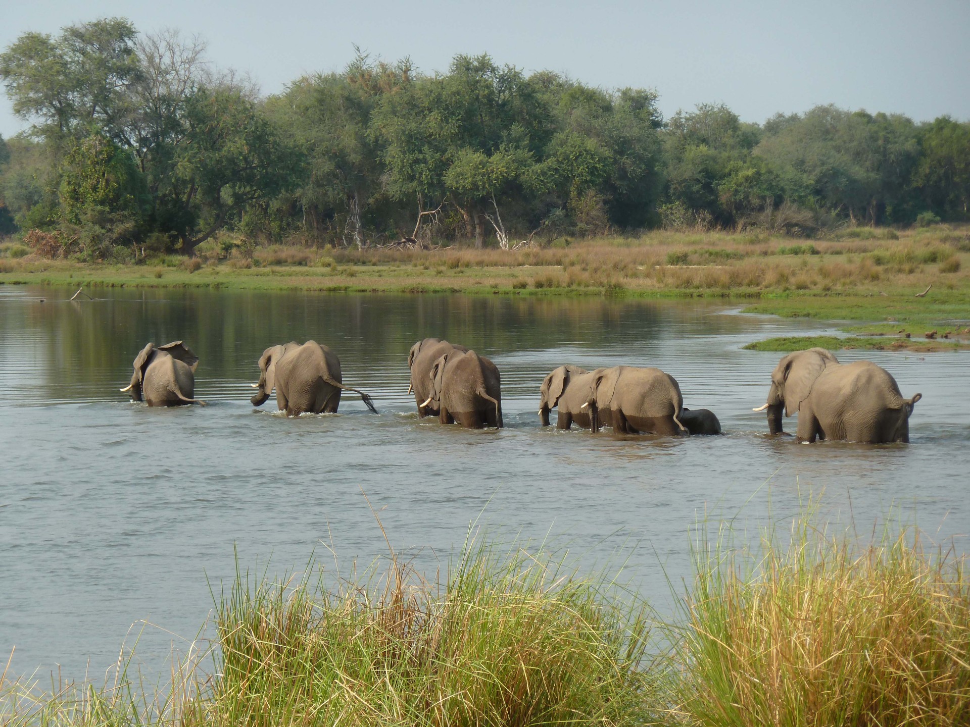 A herd of elephants crossing a river in Zambia