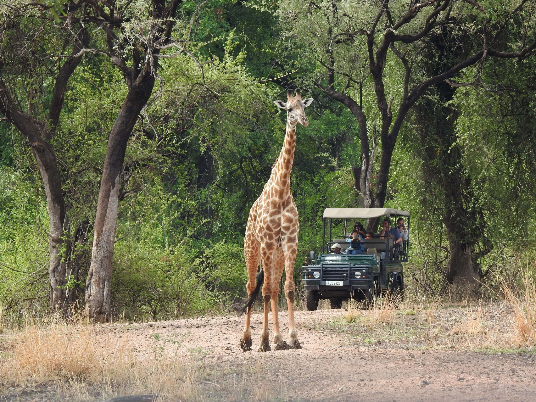 Wildlife Safaris